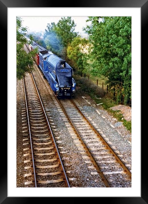 Mallard on a Straight Run Framed Mounted Print by Paul Williams