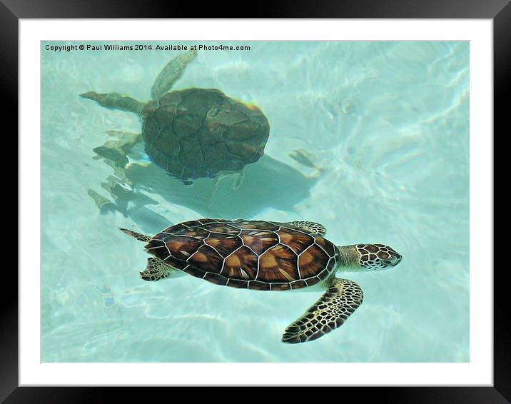  Swimming Turtles Framed Mounted Print by Paul Williams