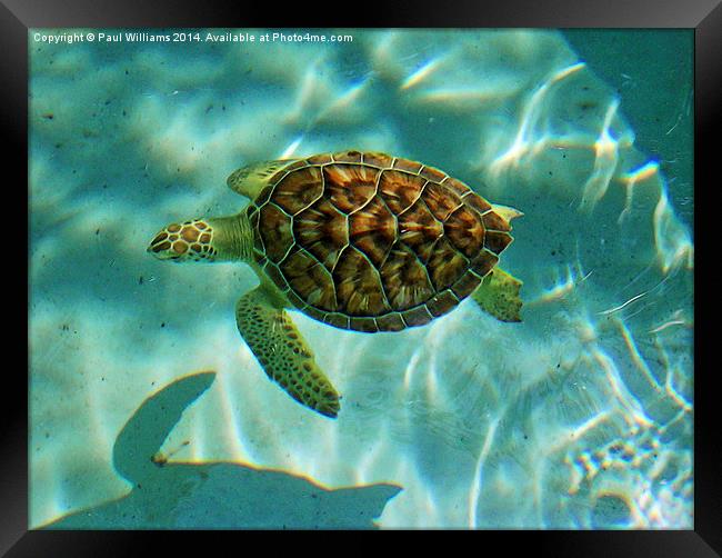  Caribbean Green Turtle Framed Print by Paul Williams