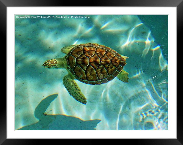  Caribbean Green Turtle Framed Mounted Print by Paul Williams