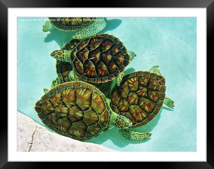  Turtles Framed Mounted Print by Paul Williams