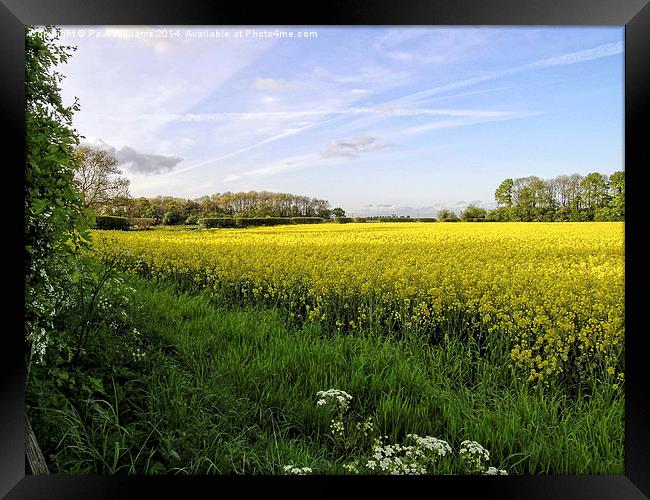 Rapeseed Field in Shropshire Framed Print by Paul Williams
