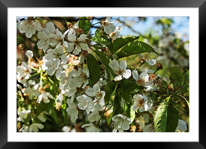 White Blossom Framed Mounted Print by Paul Williams