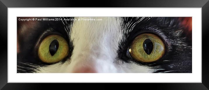 Cats Eyes Framed Mounted Print by Paul Williams