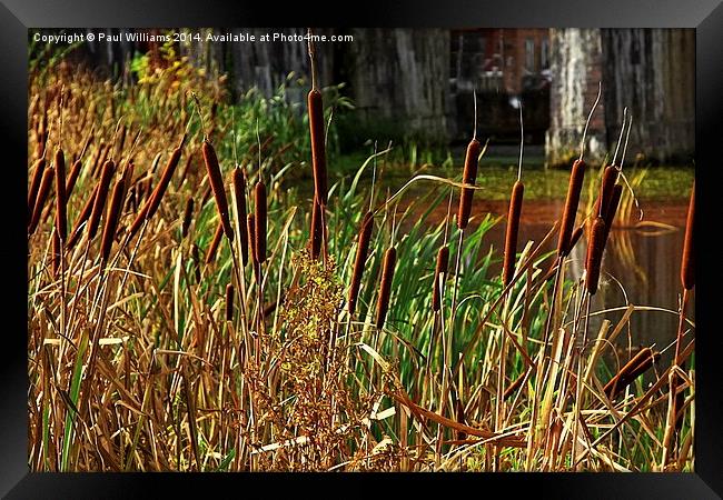  Bulrushes at Coalbrookdale Framed Print by Paul Williams