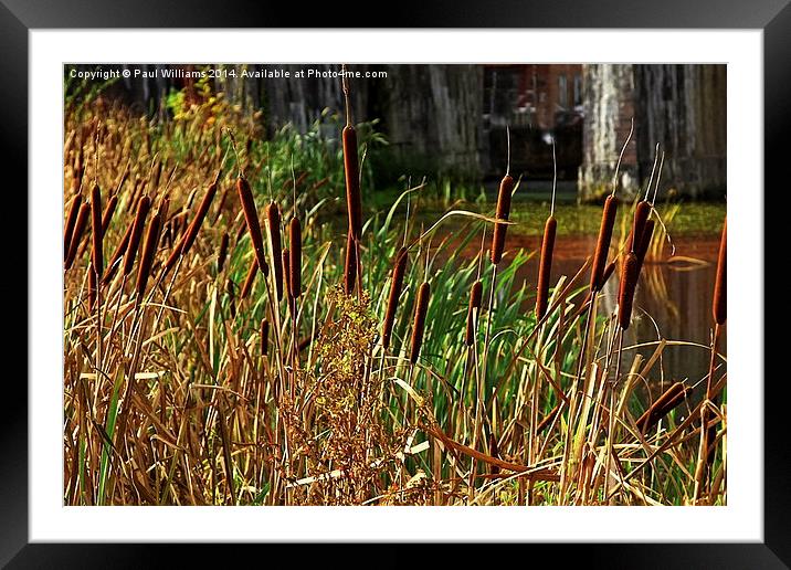  Bulrushes at Coalbrookdale Framed Mounted Print by Paul Williams