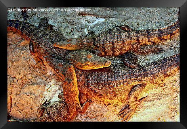 Young Crocodiles  Framed Print by Paul Williams