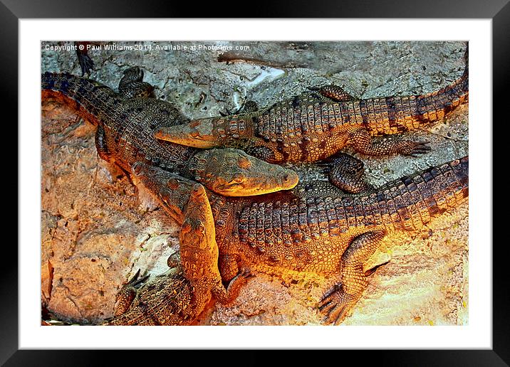 Young Crocodiles  Framed Mounted Print by Paul Williams