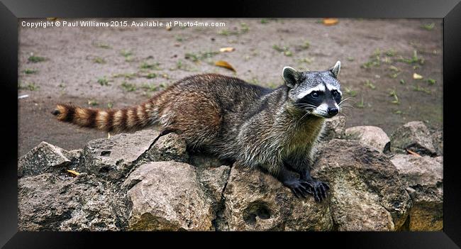 Raccoon  Framed Print by Paul Williams