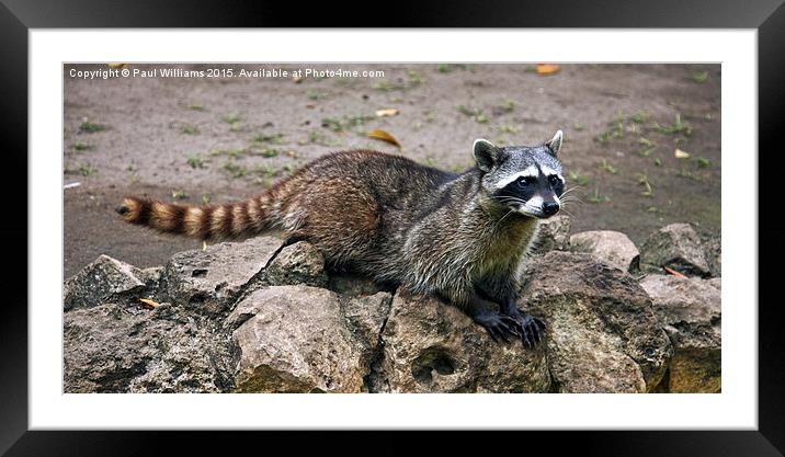 Raccoon  Framed Mounted Print by Paul Williams