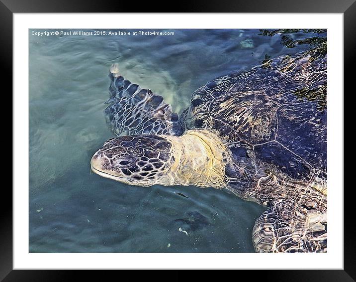  Sea Turtle Framed Mounted Print by Paul Williams