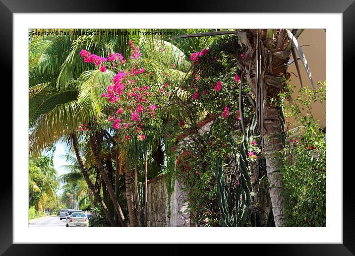 Street Flora Framed Mounted Print by Paul Williams