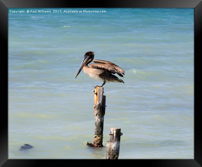 Pelican on Post Framed Print by Paul Williams