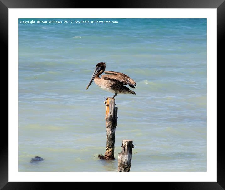 Pelican on Post Framed Mounted Print by Paul Williams