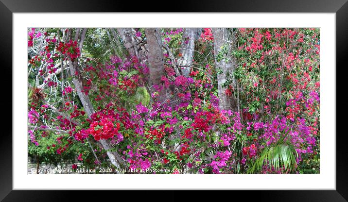 Bougainvillea Framed Mounted Print by Paul Williams