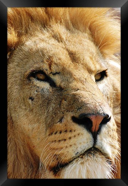Pensive Lion Framed Print by Sarah Griffiths