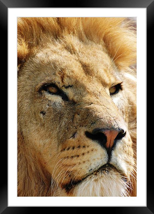 Pensive Lion Framed Mounted Print by Sarah Griffiths