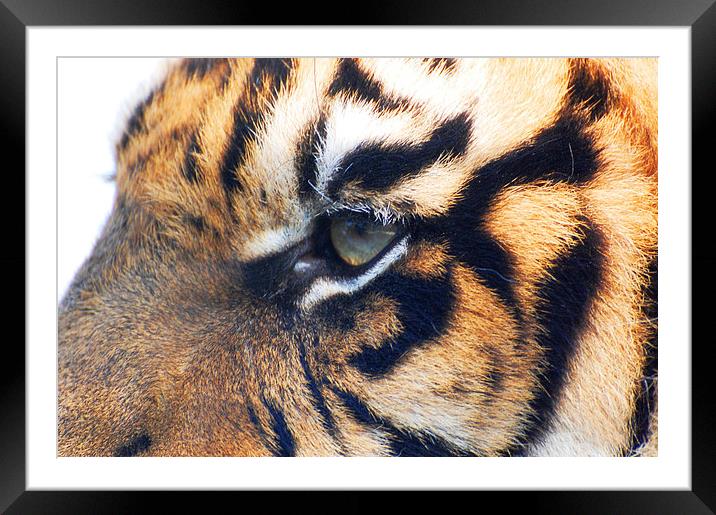 Eye Of The Tiger Framed Mounted Print by Sarah Griffiths