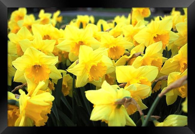 Daffodils Framed Print by Sarah Griffiths