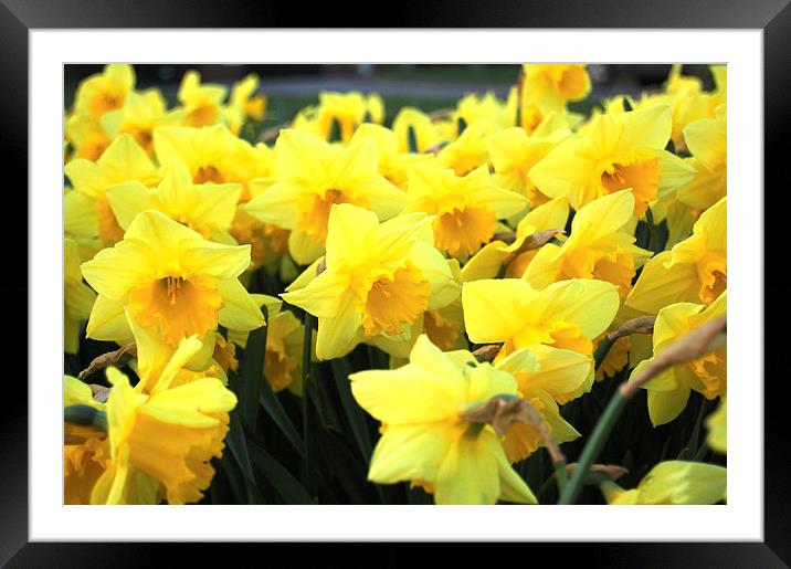 Daffodils Framed Mounted Print by Sarah Griffiths