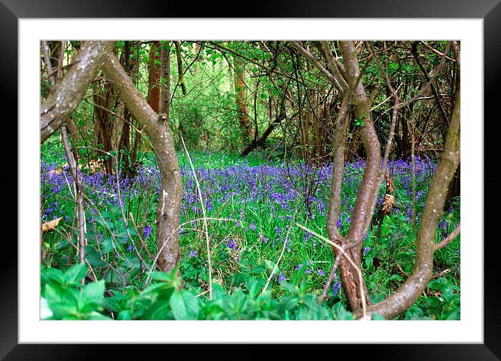 Bluebell Wood Framed Mounted Print by Sarah Griffiths