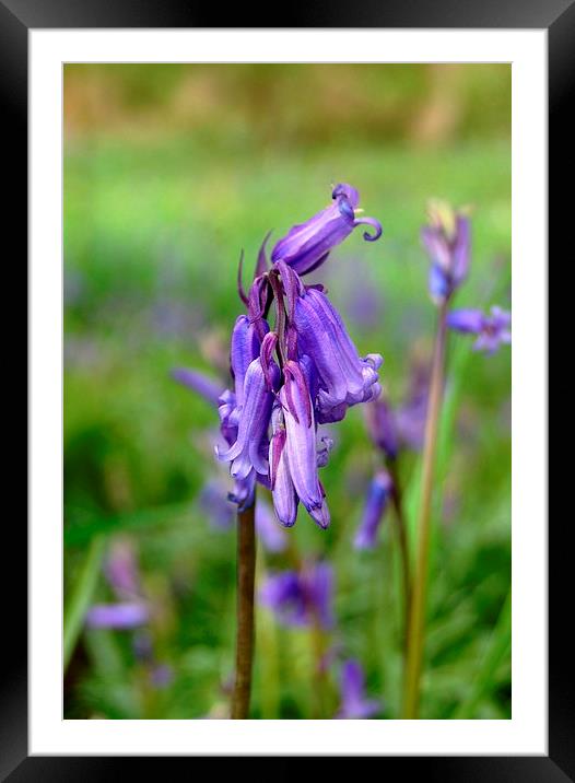 Bluebell Framed Mounted Print by Sarah Griffiths