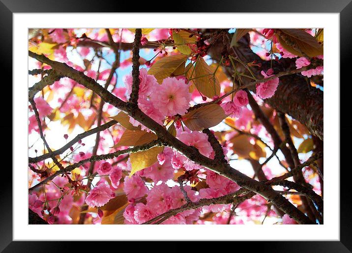 Cherry Blossom Tree Framed Mounted Print by Sarah Griffiths
