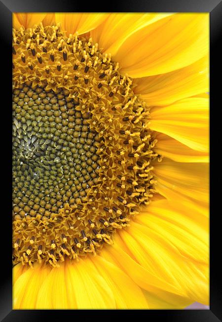 Sunflower Framed Print by Sarah Griffiths