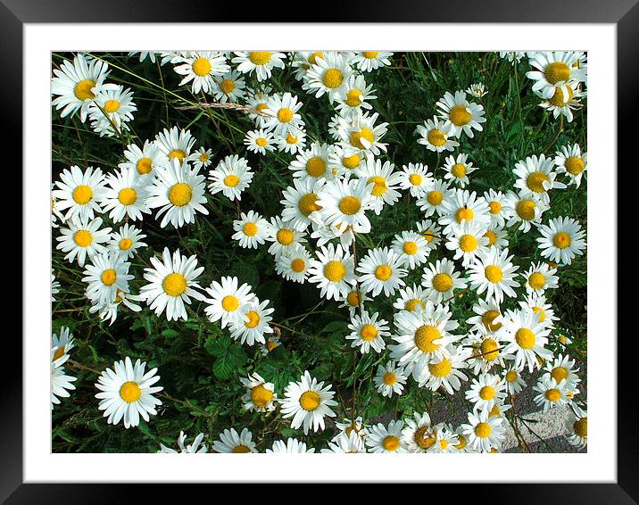 Daisies Framed Mounted Print by Tim Scott