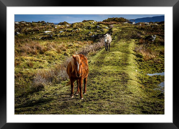 Horses Greeting in Rosbeg Donegal Ireland Framed Mounted Print by Chris Curry