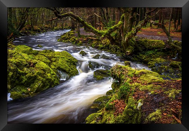 Tollymore Forest, Northern Ireland, Mournes  Framed Print by Chris Curry