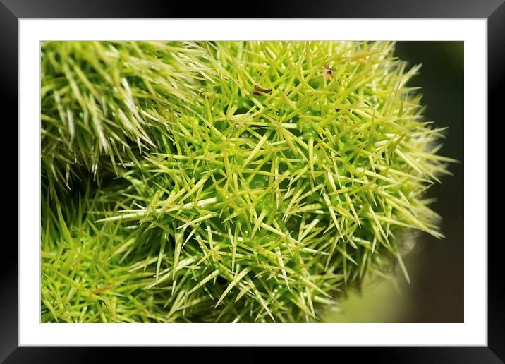 Green conkers Framed Mounted Print by Darryl Harrison
