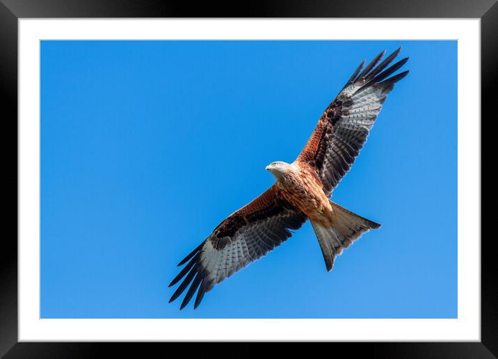 Red Kite Under a Blue Sky Framed Mounted Print by Dave Wood