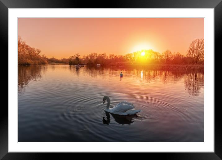 Swans on the lake at sunrise Framed Mounted Print by Dave Wood