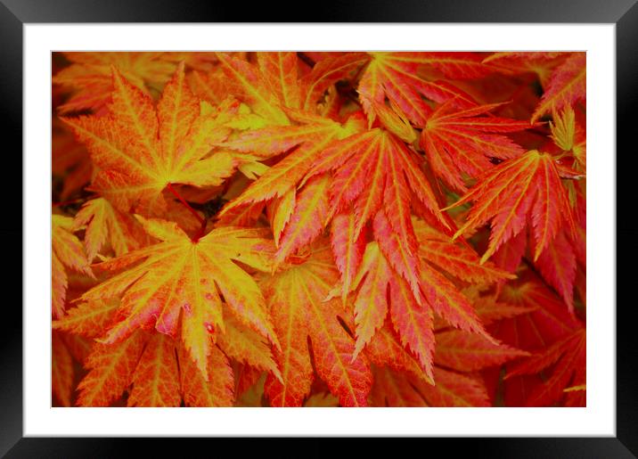 Japanese Red Maple Framed Mounted Print by Ian Pettman