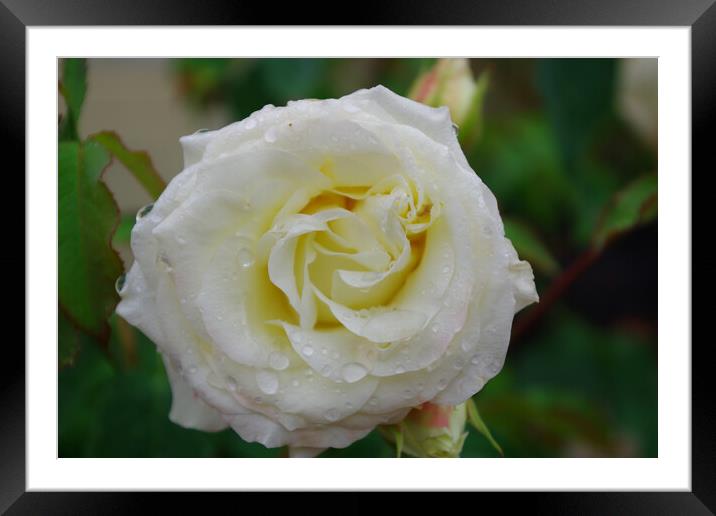 Yorkshire Rose Framed Mounted Print by Ian Pettman