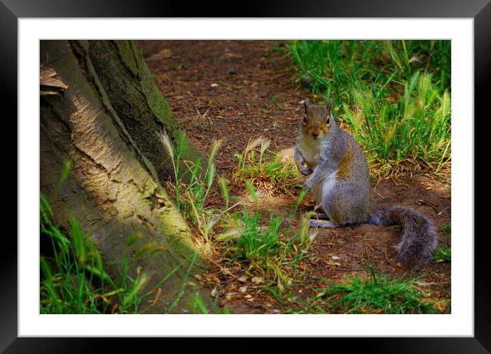 Squirrel in the Grass Framed Mounted Print by Ian Pettman