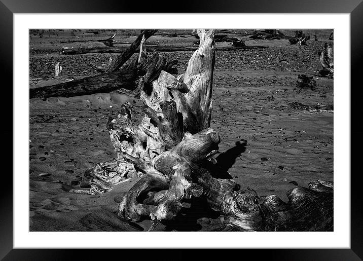 Beached Driftwood Framed Mounted Print by Ian Pettman