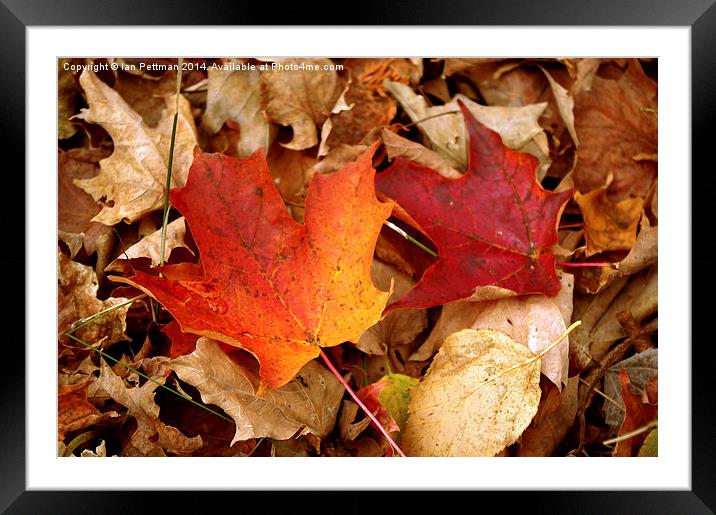  Michigan Fall Leaves Framed Mounted Print by Ian Pettman