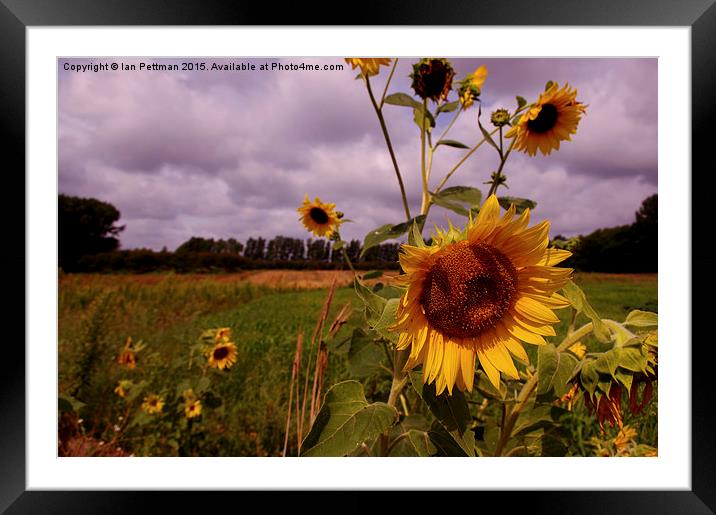  Sunflower Fields Framed Mounted Print by Ian Pettman