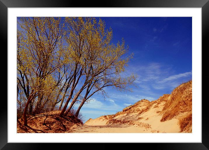  The Dunes Framed Mounted Print by Ian Pettman