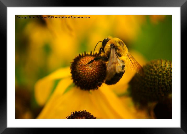  Honey Bee on Coneflower Framed Mounted Print by Ian Pettman