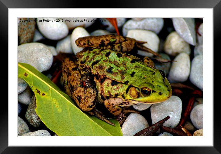The Frog Framed Mounted Print by Ian Pettman