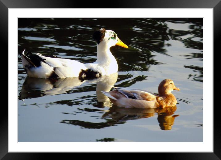 Swiming Ducks  Framed Mounted Print by Ian Pettman