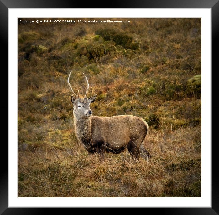 Red Deer Stag. Framed Mounted Print by ALBA PHOTOGRAPHY