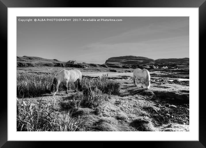 Highland Ponies on The Isle of Muck. Framed Mounted Print by ALBA PHOTOGRAPHY