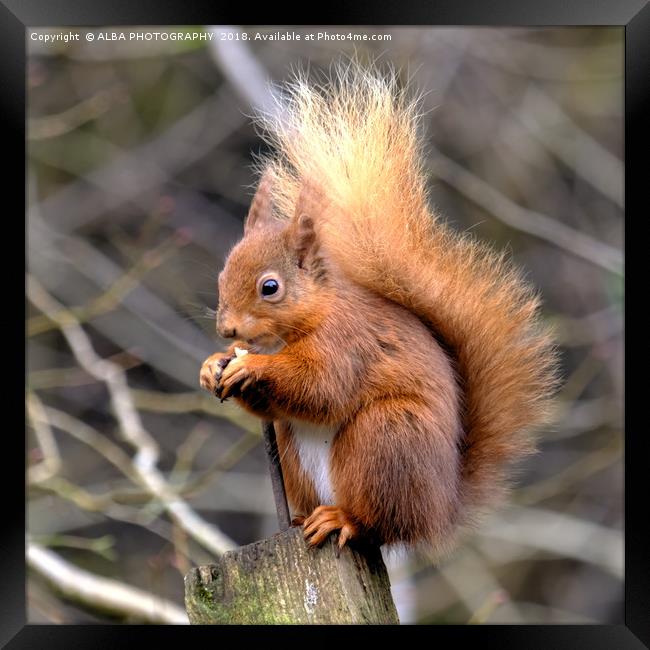 The Red Squirrel Framed Print by ALBA PHOTOGRAPHY