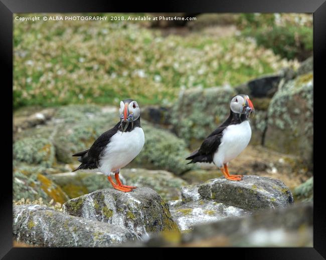 The Atlantic Puffins Framed Print by ALBA PHOTOGRAPHY