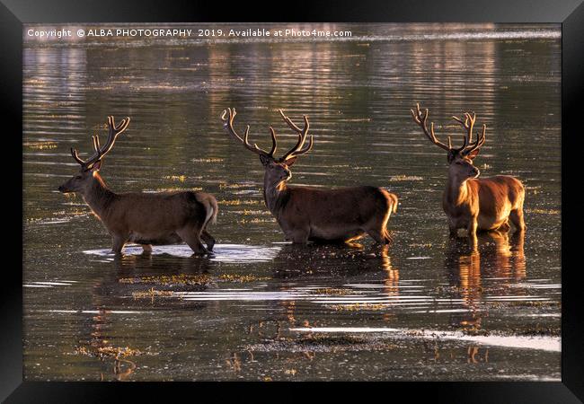Red Deer at Sunset on the Isle of Arran. Framed Print by ALBA PHOTOGRAPHY