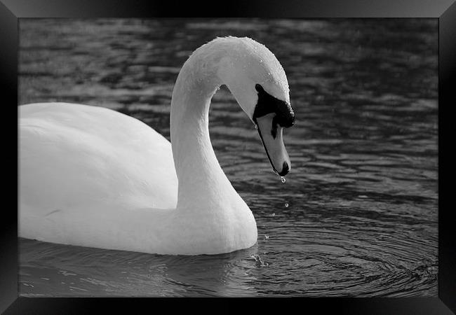 Swan Lake 2 Framed Print by Rob Seales